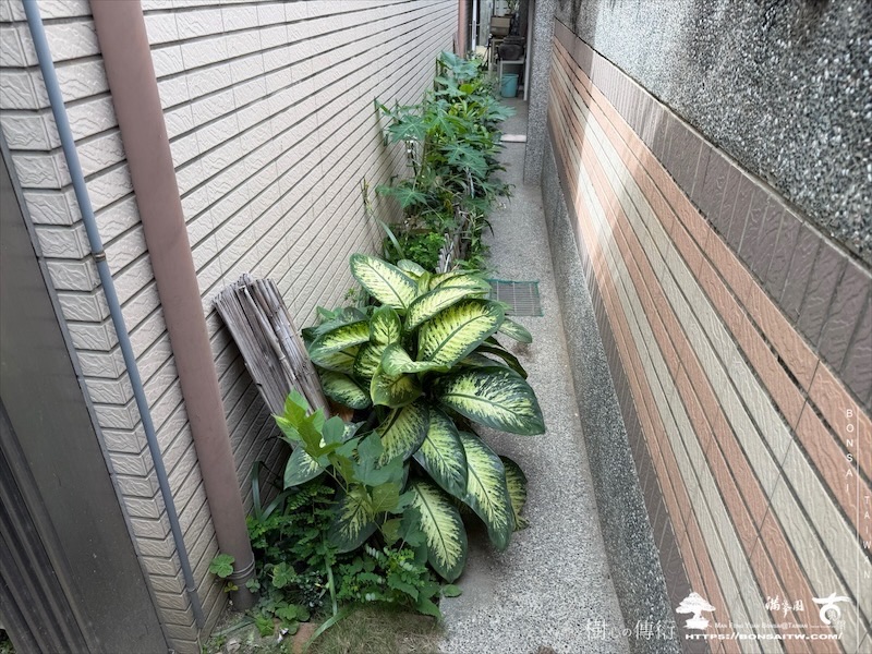 img 7641 [我們的作品]庭園設計-案0504 客戶案例