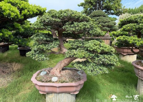 img 8329 [大型盆栽]晶鑽羅漢松(051801) 客戶案例