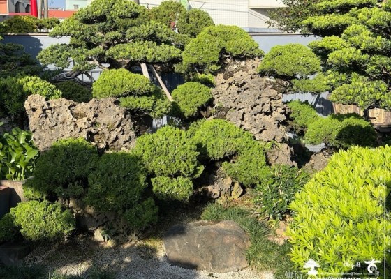 img 8353 [附石盆景]大附石系列(051801) 客戶案例