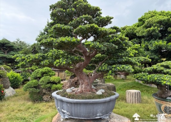 img 8448 [超大型盆栽]晶鑽羅漢松(051901) 客戶案例