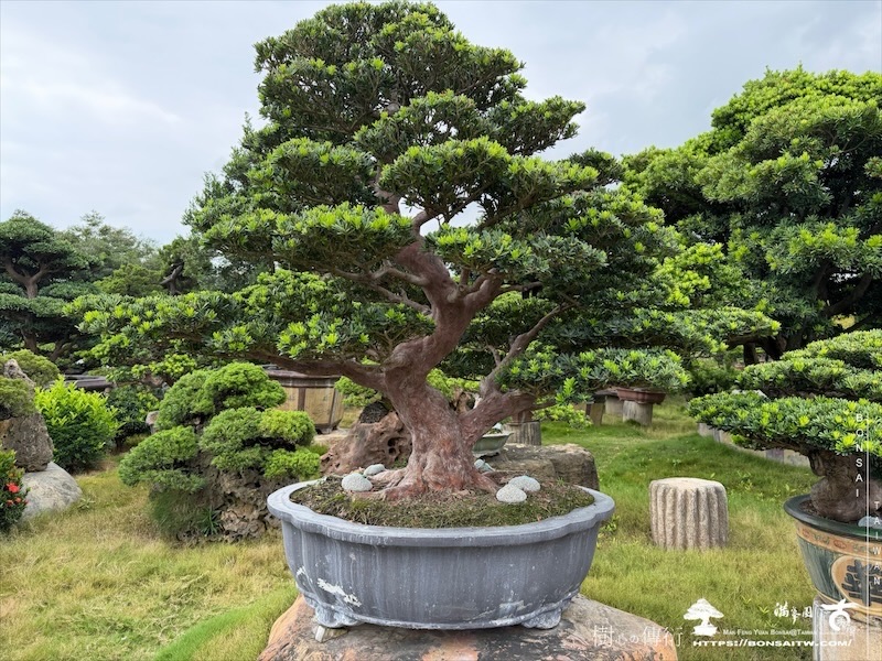 超大型盆栽]晶鑽羅漢松(051901) - 滿峯園．BONSAITW