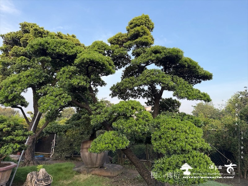 img 2231 [大型庭園樹]蘭嶼羅漢松(062501) 大型庭園樹專區(Garden Tree)