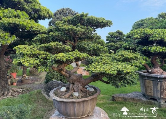 img 2234 [晶鑽羅漢松]等待，是為了下一次的蛻變(66) 大型盆景
