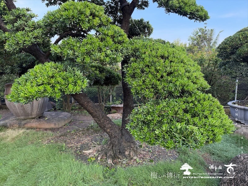 img 2237 [大型庭園樹]蘭嶼羅漢松(062501) 大型庭園樹專區(Garden Tree)