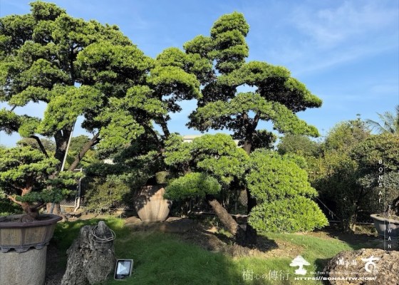 img 2241 [大型庭園樹]蘭嶼羅漢松(062501) 客戶案例