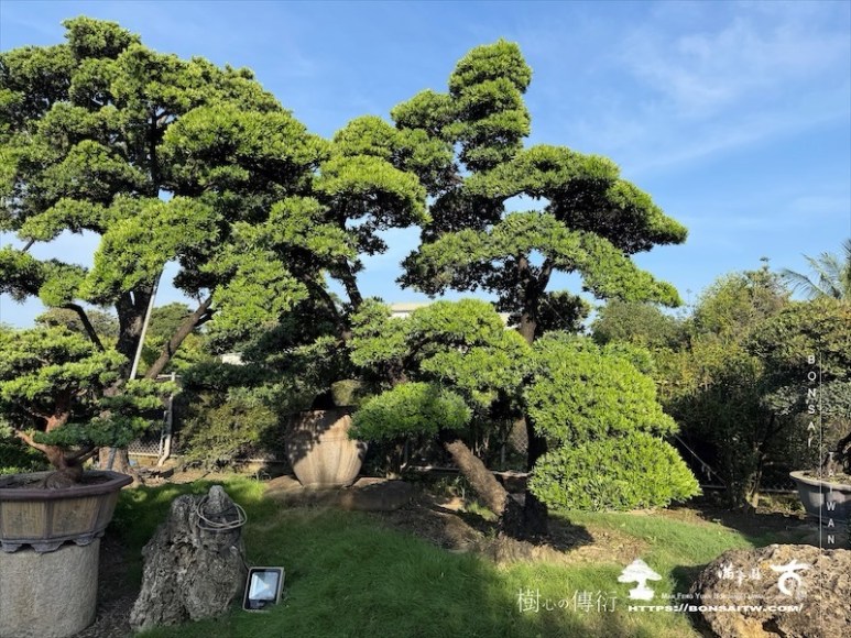 img 2241 [大型庭園樹]蘭嶼羅漢松(062501) 大型庭園樹專區(Garden Tree)