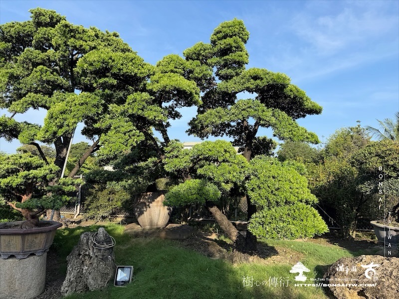 img 2241 [大型庭園樹]蘭嶼羅漢松(062501) 大型庭園樹專區(Garden Tree)