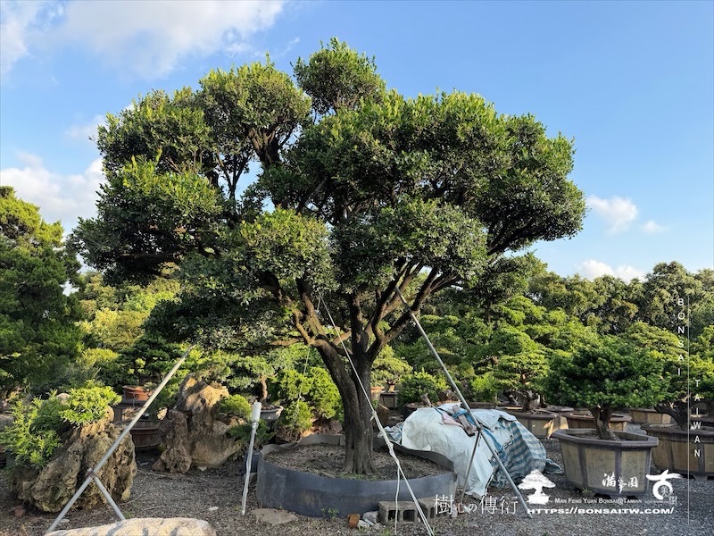 img 2245 [大型庭園樹]象牙樹(051101) 大型庭園樹專區(Garden Tree)
