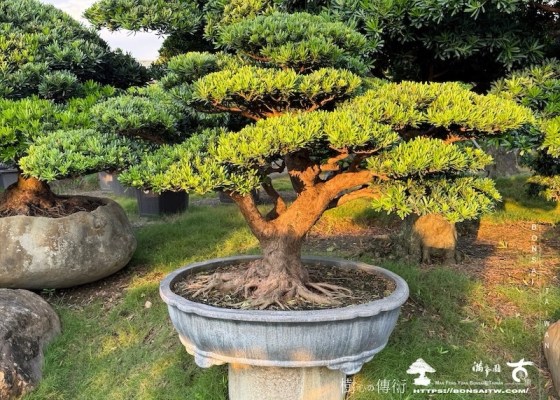 img 2246 [晶鑽羅漢松]等待，是為了下一次的蛻變(84) 大型盆景