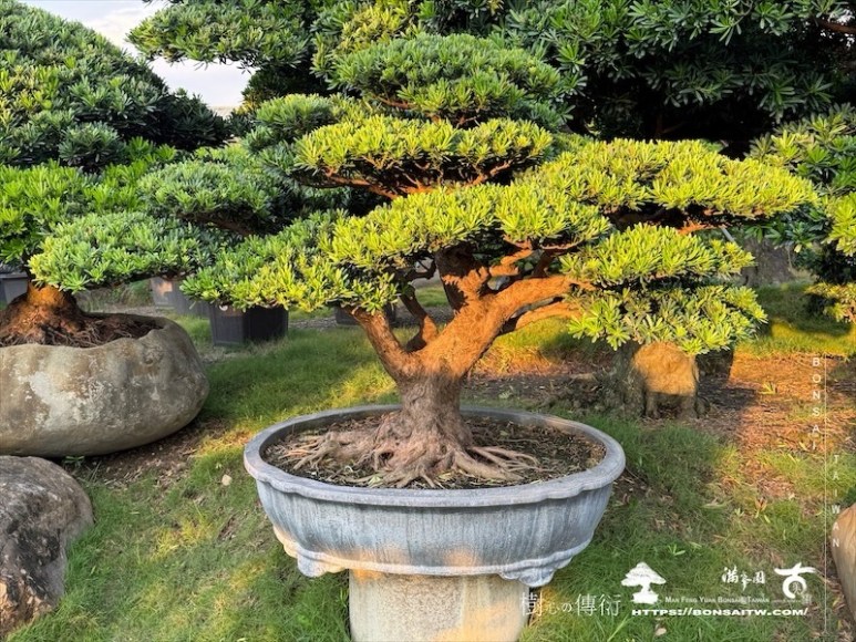 img 2246 [晶鑽羅漢松]等待，是為了下一次的蛻變(84) 盆栽(Bonsai)