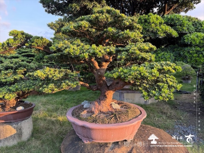 img 2247 [晶鑽羅漢松]等待，是為了下一次的蛻變(149) 盆栽(Bonsai)
