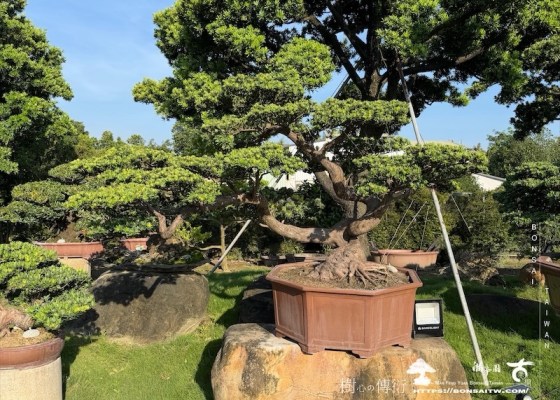 img 2271 [晶鑽羅漢松]等待，是為了下一次的蛻變(72) 晶鑽羅漢松(Diamond Podocarpus costalis)