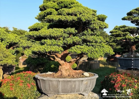 img 2277 [晶鑽羅漢松]等待，是為了下一次的蛻變(95) 成品(Complete Bonsai)
