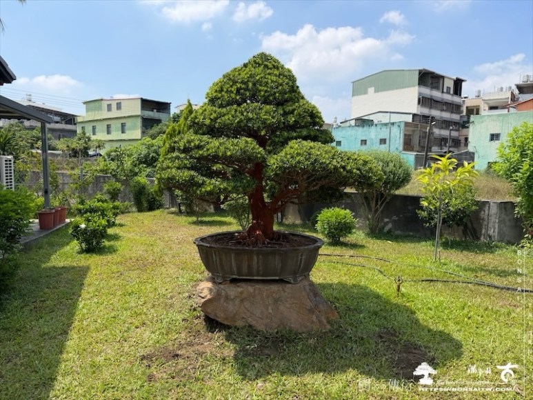 img 9465 [我們的作品]大型盆栽佈置-案0529 盆栽(Bonsai)