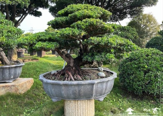 img 9706 [大型盆栽]晶鑽羅漢松(060301) 客戶案例