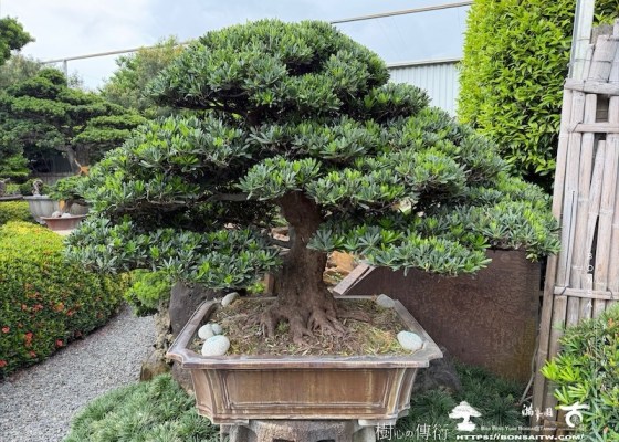 img 5626 [羅漢松]等待，是為了下一次的蛻變(20) 成品(Complete Bonsai)