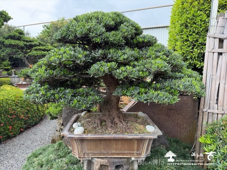 img 5626 [羅漢松]等待，是為了下一次的蛻變(20) 盆栽(Bonsai)