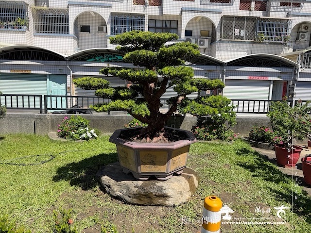 img 6137 [我們的作品]大型盆栽佈置-案0713 客戶案例