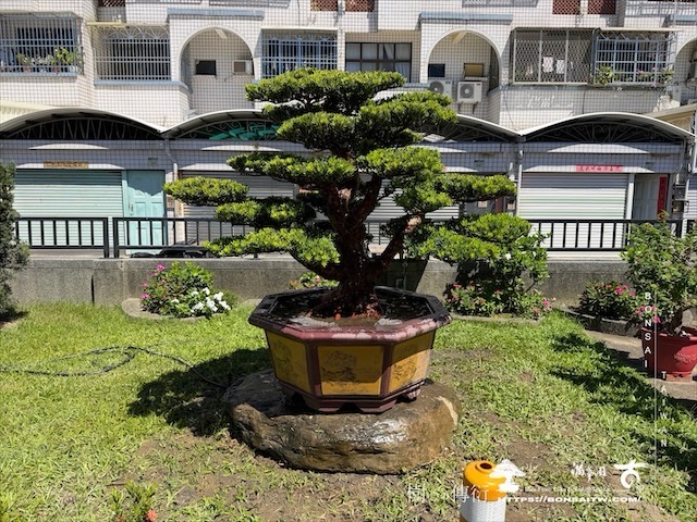 img 6139 [我們的作品]大型盆栽佈置-案0713 客戶案例