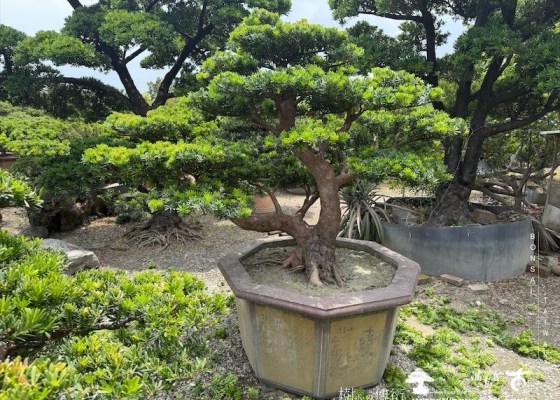 img 0186 [晶鑽羅漢松]等待，是為了下一次的蛻變(164) 客戶案例