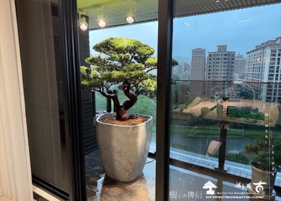 img 0781 [我們的作品]露台景觀，大型盆栽佈置-案0821 景觀佈置