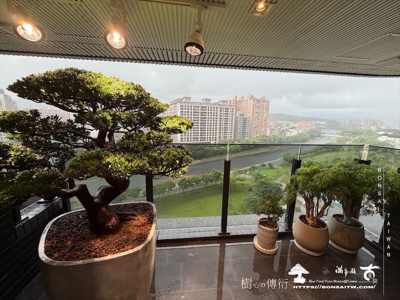 img 0782 [我們的作品]露台景觀，大型盆栽佈置-案0821 露台造景