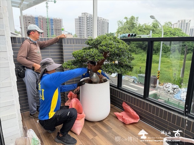 img 7351 [我們的作品]露台景觀，大型盆栽佈置-案0801 盆栽(Bonsai)
