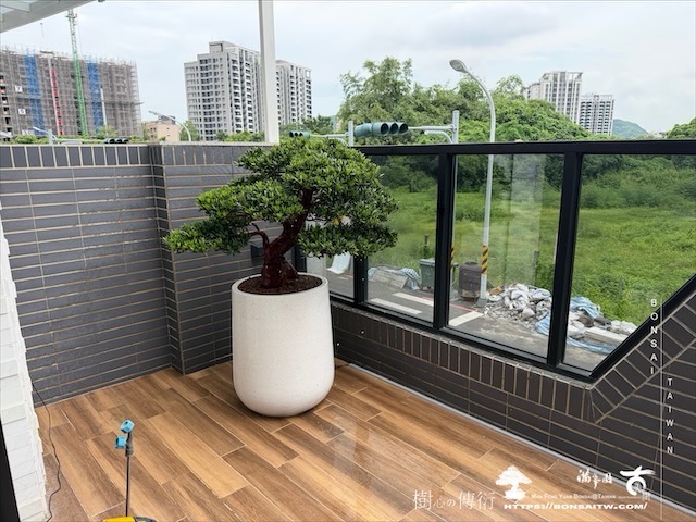 img 7354 [我們的作品]露台景觀，大型盆栽佈置-案0801 盆栽(Bonsai)