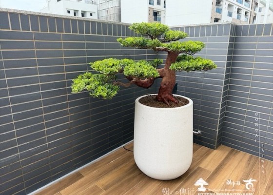 img 7356 [我們的作品]露台景觀，大型盆栽佈置-案0801 客戶案例