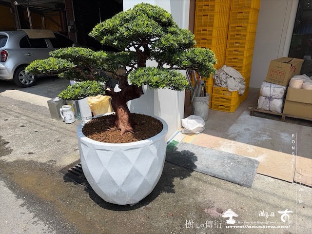 img 7365 [我們的作品]商業空間，大型盆栽佈置-案0802 商業空間