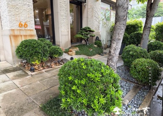 img 9480 [我們的作品]景觀規劃施工-案0624 晶鑽羅漢松(Diamond Podocarpus costalis)
