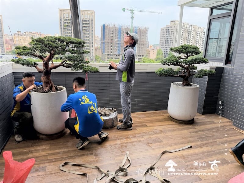 img 9805 [我們的作品]露台景觀，大型盆栽佈置-案0812 盆栽(Bonsai)