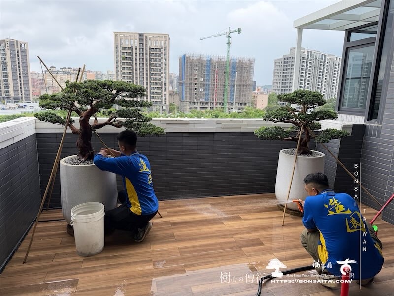 img 9807 [我們的作品]露台景觀，大型盆栽佈置-案0812 盆栽(Bonsai)