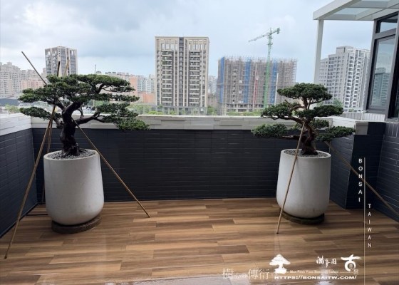 img 9808 [我們的作品]露台景觀，大型盆栽佈置-案0812 客戶案例