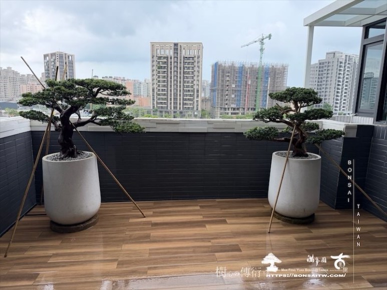 img 9808 [我們的作品]露台景觀，大型盆栽佈置-案0812 盆栽(Bonsai)