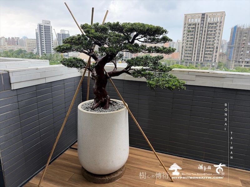 img 9809 [我們的作品]露台景觀，大型盆栽佈置-案0812 盆栽(Bonsai)