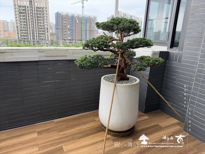 img 9810 [我們的作品]露台景觀，大型盆栽佈置-案0812 盆栽(Bonsai)