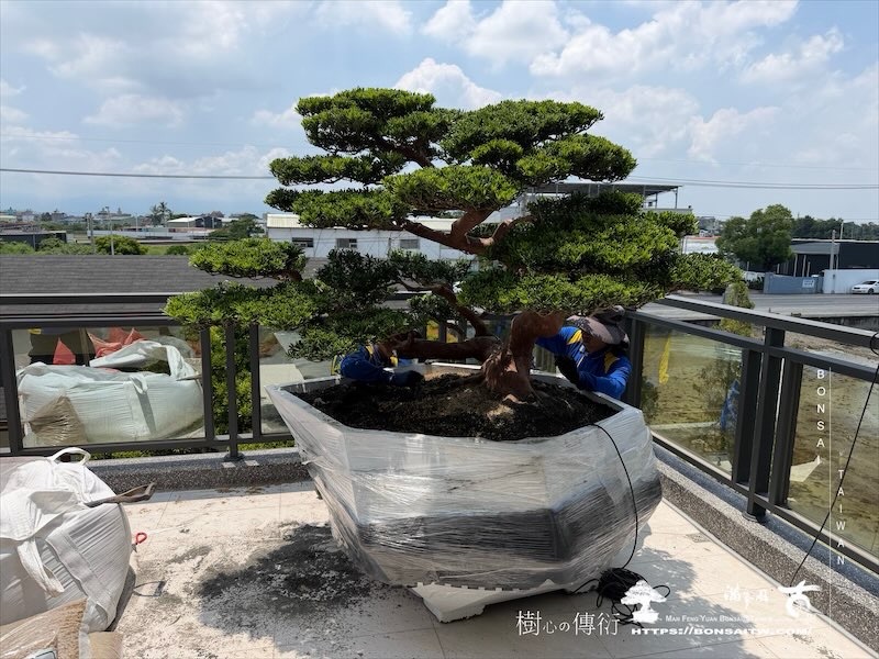 img 9837 [我們的作品]露台景觀，超大型盆栽佈置-案0807 露台造景