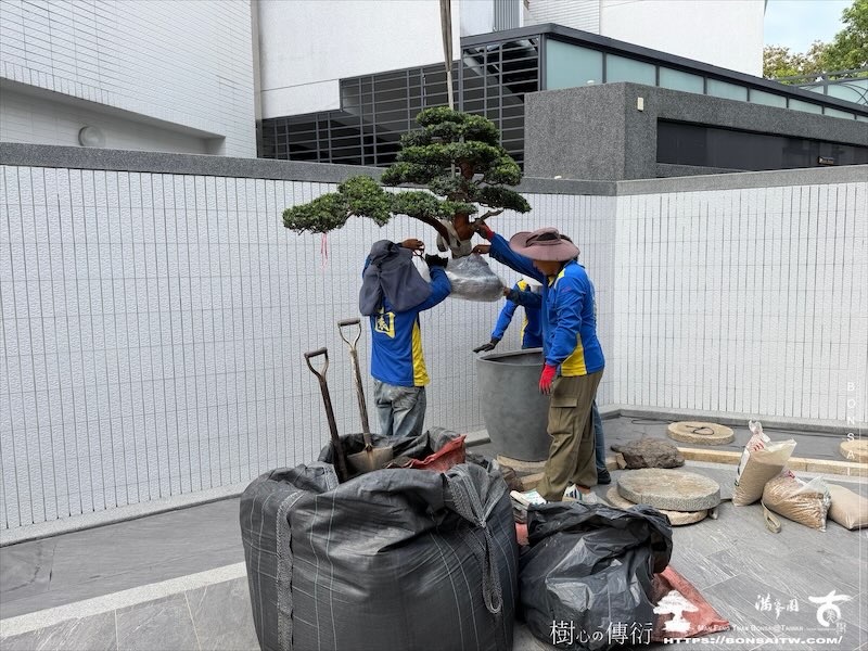 img 1611 [我們的作品]庭園設計-案0904 盆栽(Bonsai)