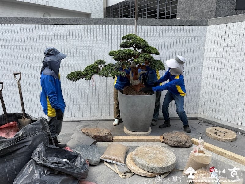 img 1612 [我們的作品]庭園設計-案0904 盆栽(Bonsai)