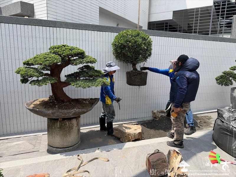 img 1613 [我們的作品]庭園設計-案0904 盆栽(Bonsai)