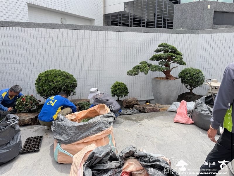 img 1615 [我們的作品]庭園設計-案0904 盆栽(Bonsai)