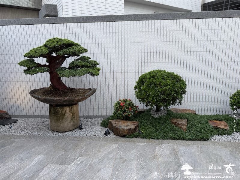 img 1623 [我們的作品]庭園設計-案0904 盆栽(Bonsai)