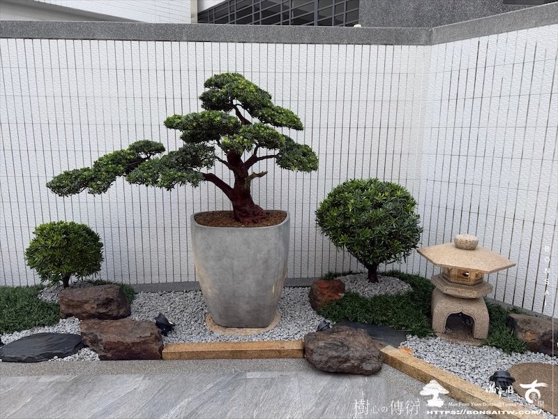 img 1625 [我們的作品]庭園設計-案0904 盆栽(Bonsai)