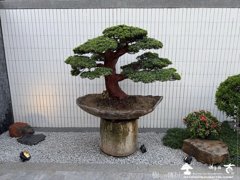 img 1627 [我們的作品]庭園設計-案0904 盆栽(Bonsai)
