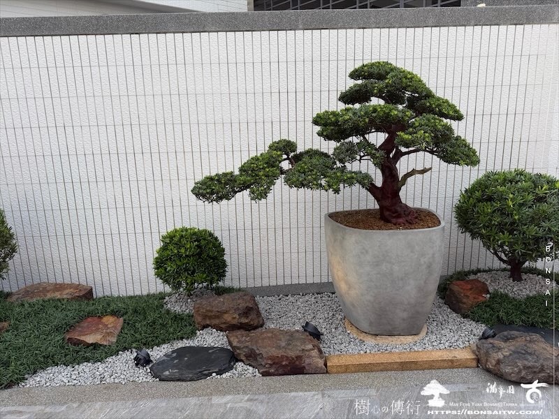 img 1634 [我們的作品]庭園設計-案0904 盆栽(Bonsai)