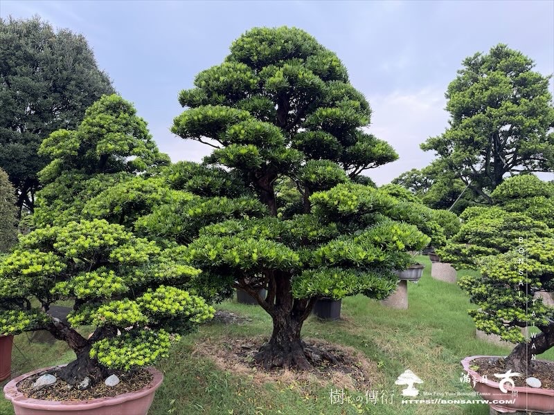 img 3711 [大型庭園樹]蘭嶼羅漢松(041401) 大型庭園樹專區(Garden Tree)