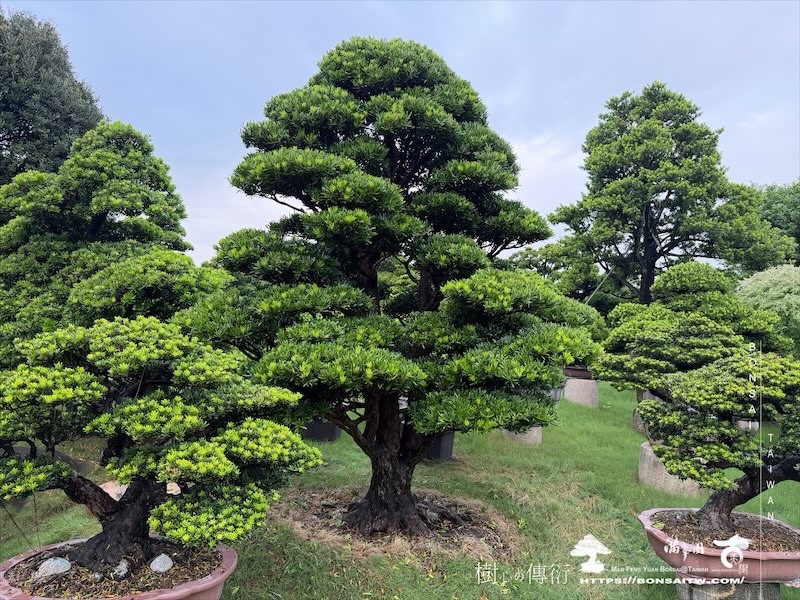 img 3712 [大型庭園樹]蘭嶼羅漢松(041401) 大型庭園樹專區(Garden Tree)