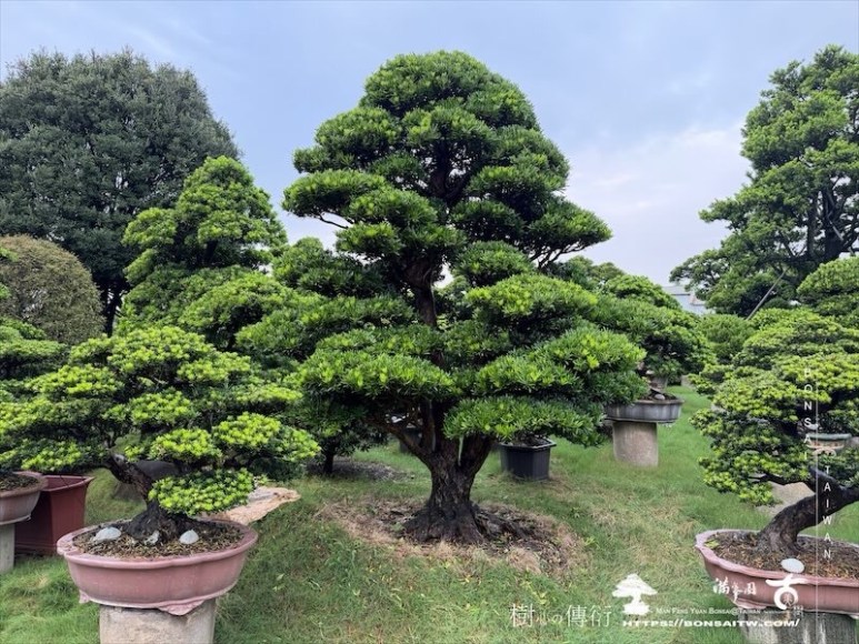 img 3713 [大型庭園樹]蘭嶼羅漢松(041401) 大型庭園樹專區(Garden Tree)
