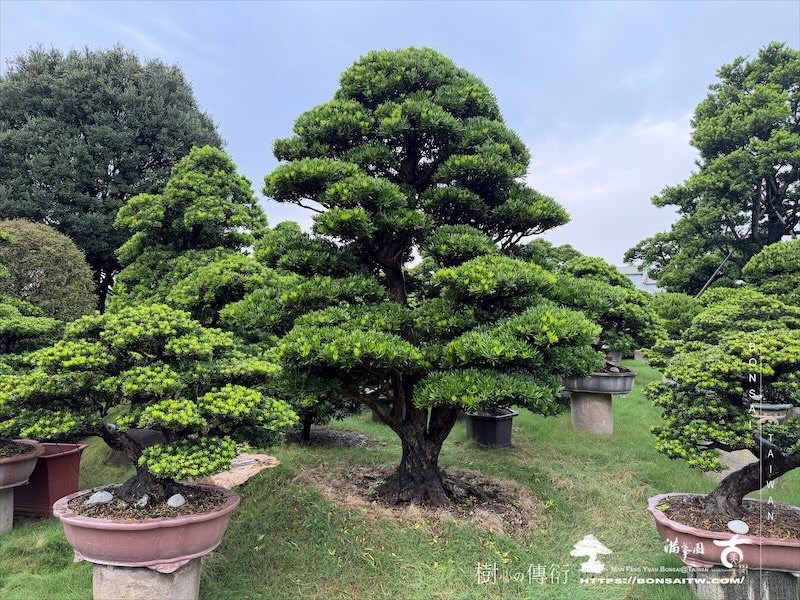 img 3713 [大型庭園樹]蘭嶼羅漢松(041401) 大型庭園樹專區(Garden Tree)